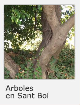 Arboles de inter&eacute;s en Sant Boi
