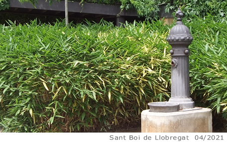 Fuente de Sant Boi