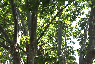 Arboles de inter&eacute;s en Sant Boi