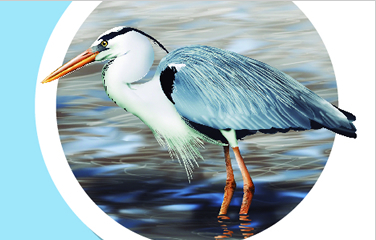 Bernat pescaire
