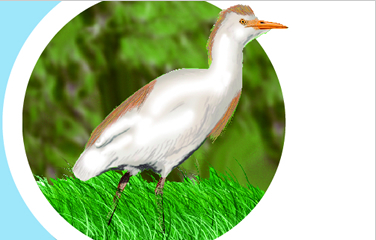 Esplugabous