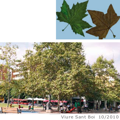 Arbol de interes local de  Sant Boi de Llobregat