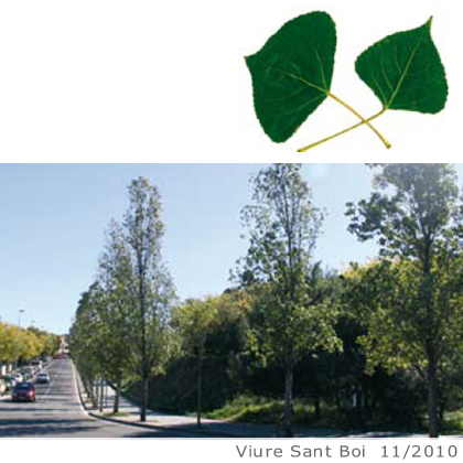 Arbol de interes local de  Sant Boi de Llobregat