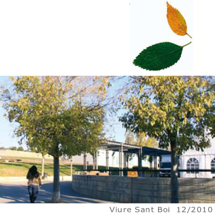 Arbol de interes local de  Sant Boi de Llobregat