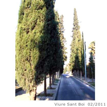 Arbol de interes local de  Sant Boi de Llobregat