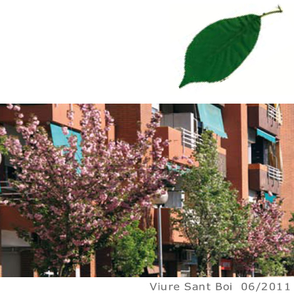 Arbol de interes local de  Sant Boi de Llobregat