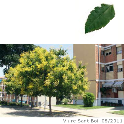 Arbol de interes local de  Sant Boi de Llobregat