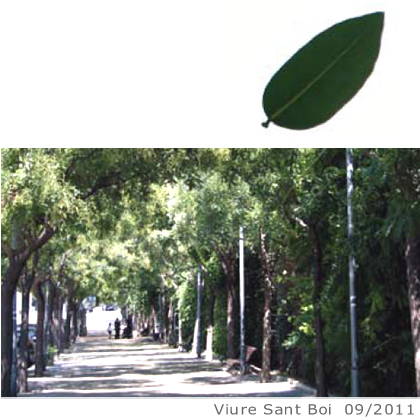 Arbol de interes local de  Sant Boi de Llobregat