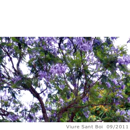 Arbol de interes local de  Sant Boi de Llobregat