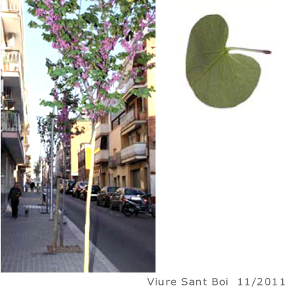 Arbol de interes local de  Sant Boi de Llobregat