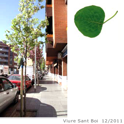 Arbol de interes local de  Sant Boi de Llobregat