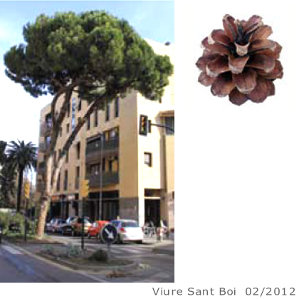 Arbol de interes local de  Sant Boi de Llobregat