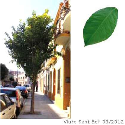 Arbol de interes local de  Sant Boi de Llobregat