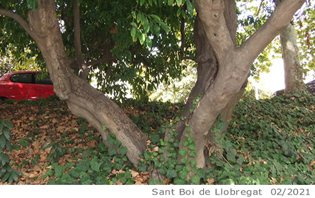 Arbol de interes local de  Sant Boi de Llobregat