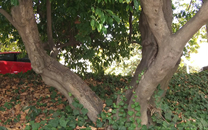 Arbol de interes local de  Sant Boi de Llobregat
