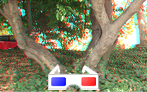Arbol de interes local de  Sant Boi de Llobregat