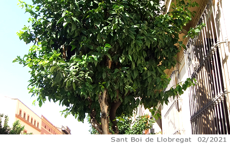 Arbol de interes local de  Sant Boi de Llobregat