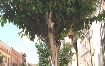 Arbol de interes local de  Sant Boi de Llobregat