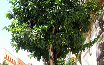 Arbol de interes local de  Sant Boi de Llobregat