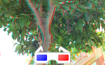 Arbol de interes local de  Sant Boi de Llobregat