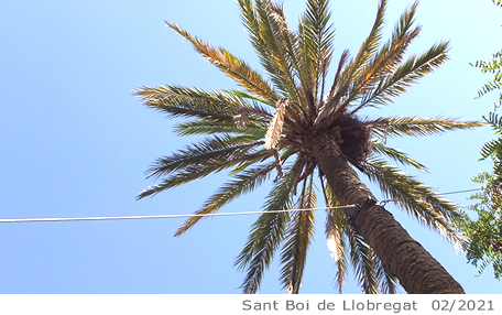 Arbol de interes local de  Sant Boi de Llobregat