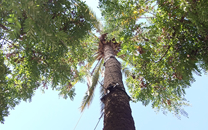 Arbol de interes local de  Sant Boi de Llobregat