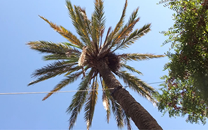 Arbol de interes local de  Sant Boi de Llobregat
