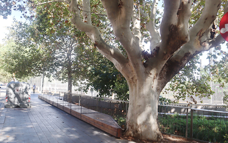 Arbol de interes local de  Sant Boi de Llobregat