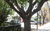Arbol de interes local de  Sant Boi de Llobregat