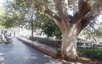 Arbol de interes local de  Sant Boi de Llobregat