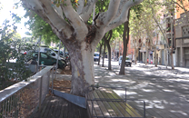 Arbol de interes local de  Sant Boi de Llobregat