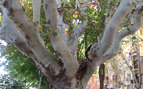 Arbol de interes local de  Sant Boi de Llobregat
