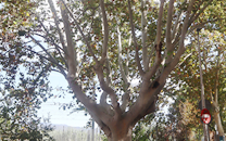 Arbol de interes local de  Sant Boi de Llobregat
