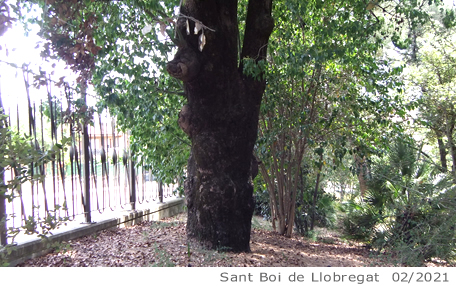 Arbol de interes local de  Sant Boi de Llobregat
