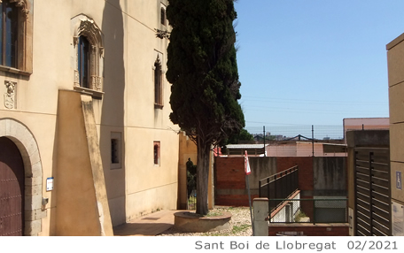 Arbol de interes local de  Sant Boi de Llobregat