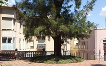 Arbol de interes local de  Sant Boi de Llobregat