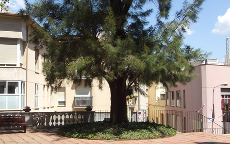 Arbol de interes local de  Sant Boi de Llobregat