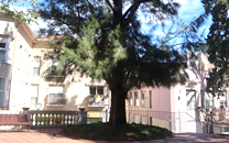 Arbol de interes local de  Sant Boi de Llobregat