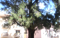 Arbol de interes local de  Sant Boi de Llobregat