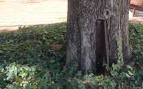 Arbol de interes local de  Sant Boi de Llobregat