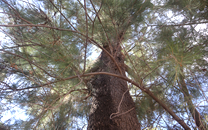 Arbol de interes local de  Sant Boi de Llobregat