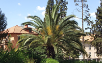 Arbol de interes local de  Sant Boi de Llobregat