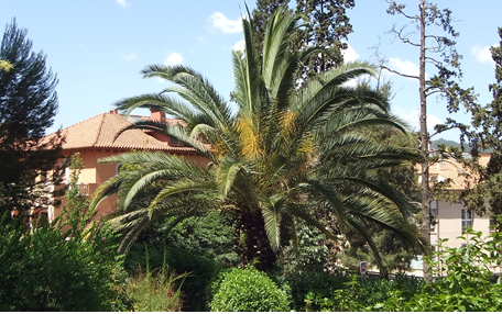 Arbol de interes local de  Sant Boi de Llobregat