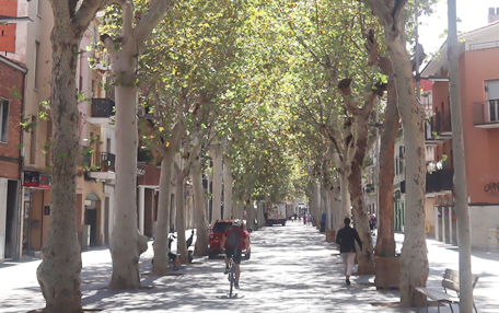 Arbol de interes local de  Sant Boi de Llobregat