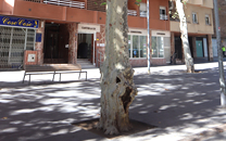 Arbol de interes local de  Sant Boi de Llobregat