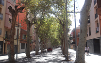 Arbol de interes local de  Sant Boi de Llobregat