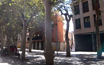 Arbol de interes local de  Sant Boi de Llobregat