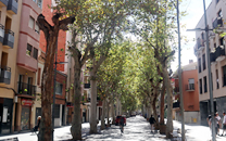 Arbol de interes local de  Sant Boi de Llobregat