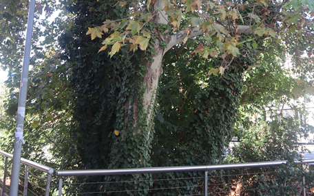 Arbol de interes local de  Sant Boi de Llobregat