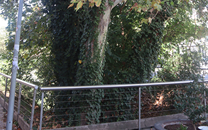 Arbol de interes local de  Sant Boi de Llobregat
